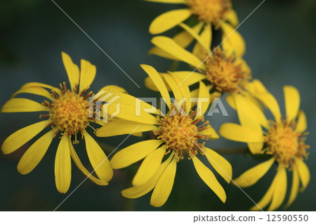 天然植物竹筍，鮮豔的黃色花朵在秋天與昏暗的陰影綻放 12590550