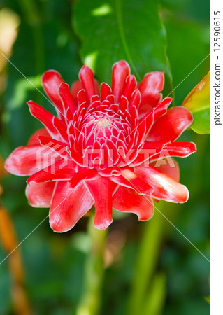 Red flower Torch ginger Red flower Torch ginger 12590615
