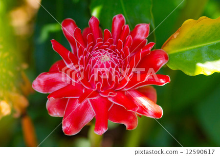 Red flower Torch ginger Red flower Torch ginger 12590617