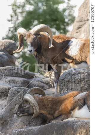 Mufflon Mufflon 12590707