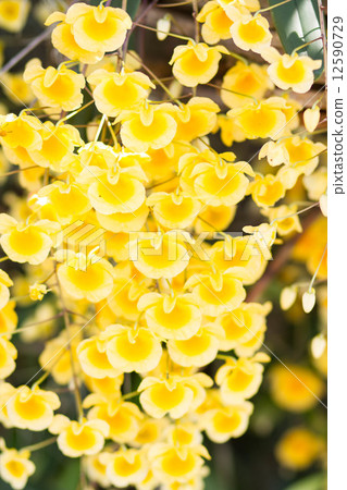Yellow orchids Yellow orchids 12590729