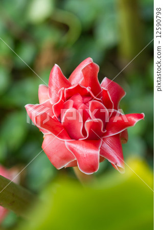 Red flower Torch ginger with blur background Red flower Torch ginger with blur background 12590798