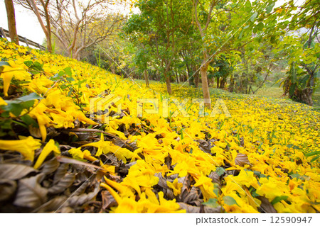 Golden tree Golden tree 12590947