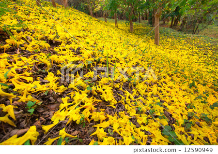 Golden tree 12590949