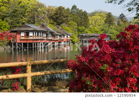 在長岡區的霧島杜鵑花 12590954