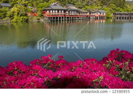 在長岡區的霧島杜鵑花 在長岡區的霧島杜鵑花 12590955