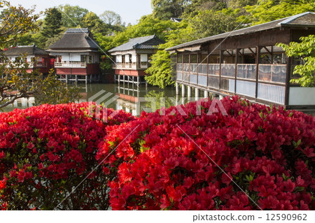 在長岡區的霧島杜鵑花 12590962