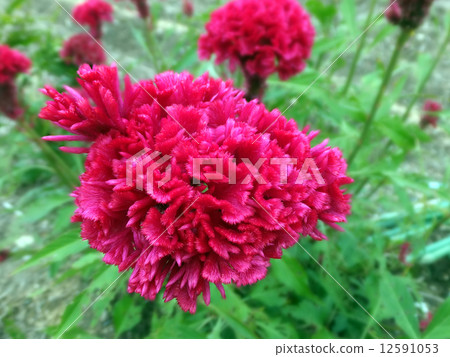 Keito的花 12591053