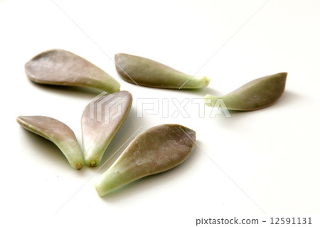 Graveraryf 12591131