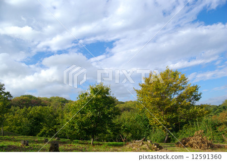 Satoyama landscape in autumn before autumn leaves 12591360