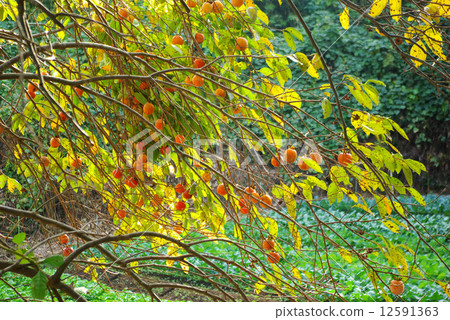 一棵真正的柿子樹 12591363