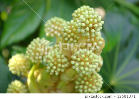 耳機的芽 12591371