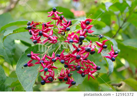 Rabbit fruit 12591372