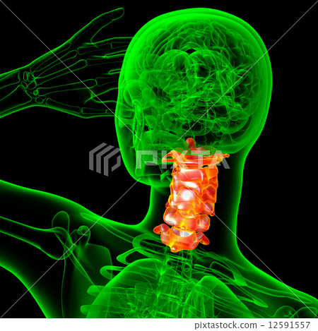 3d render medical illustration of the cervical spine 3d render medical illustration of the cervical spine 12591557