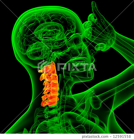 3d render medical illustration of the cervical spine 3d render medical illustration of the cervical spine 12591558