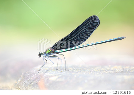 Hagorotorbo Hagorotorbo 12591616