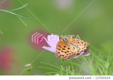 Tsunaglo Hiyomon和Cosmos Tsunaglo Hiyomon和Cosmos 12591624