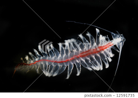 plankton, ecosystem, food chain 12591735