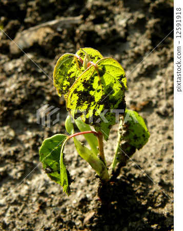 seedling of ash-leaved maple 12591918