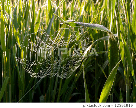 spider web 12591919