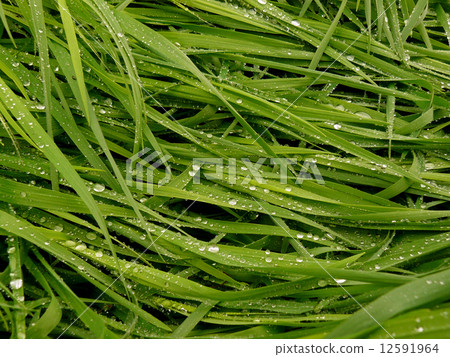 green grass green grass 12591964