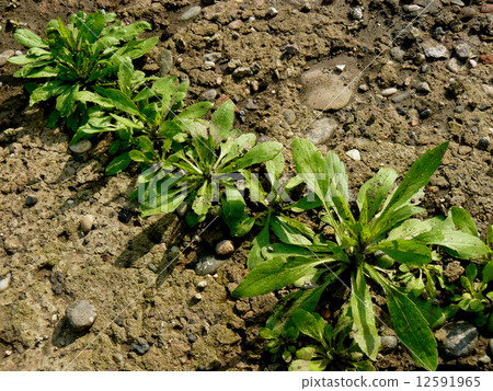 growing through concrete 12591965