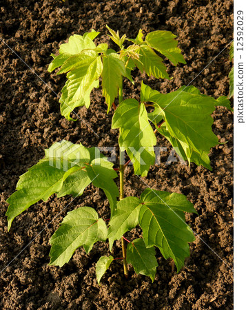 ash-leaved maple 12592029