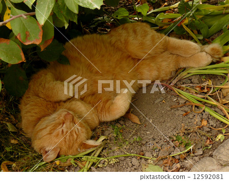 resting cat 12592081