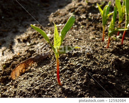 small seedlings of ash-leaved maple 12592084