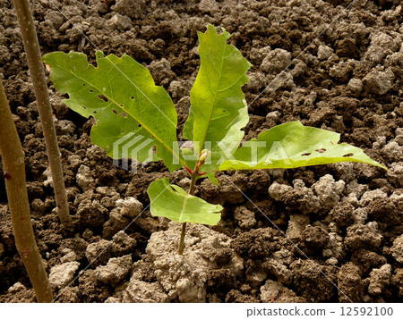 red oak tree sapling 12592100