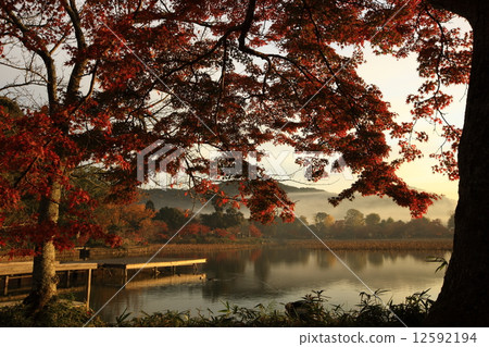 Hirosawa池塘秋葉 12592194