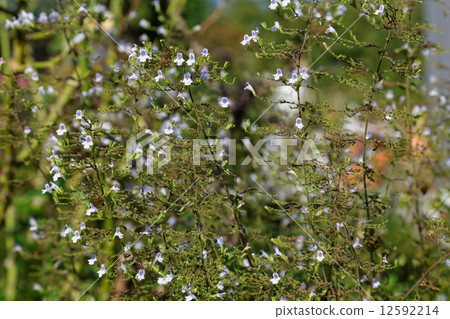 Small flowers of calaminsa with a scent of mint Small flowers of calaminsa with a scent of mint 12592214