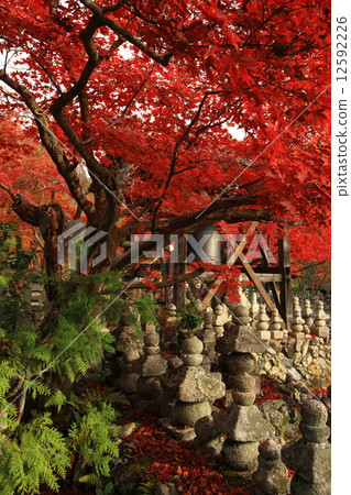 Autumn leaves of Nanno Buddha Temple 12592226