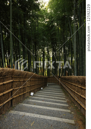 Bamboo grove of Nanno Buddhist temple 12592229