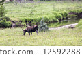 North American Moose 12592288