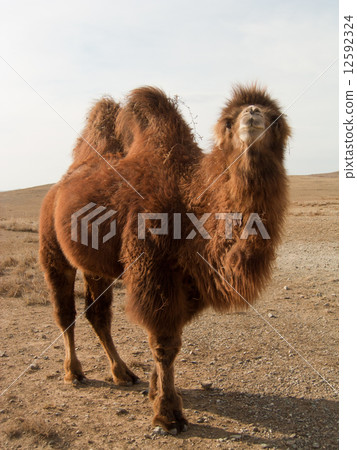 野駱駝 12592324