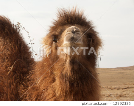 野駱駝 12592325
