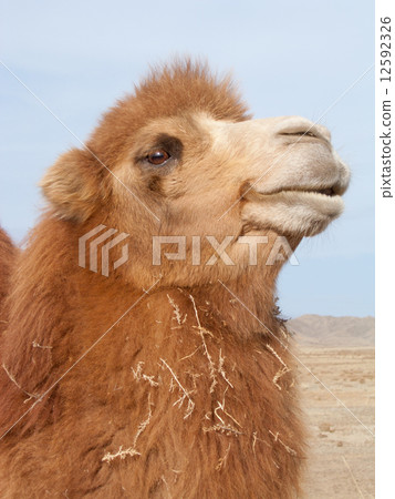 野駱駝 12592326