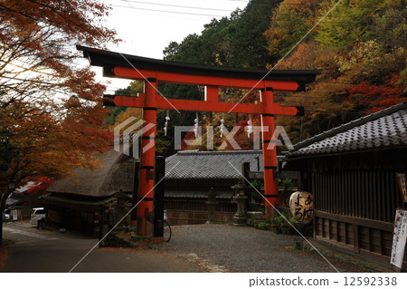 佐賀鳥居的秋葉 佐賀鳥居的秋葉 12592338
