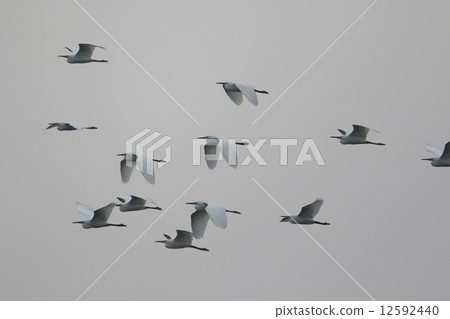 Flock of Herons 12592440