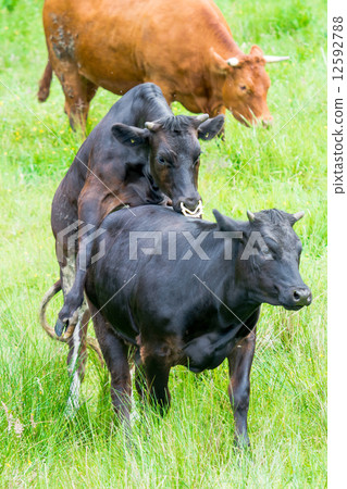 black cow copulating in a green pasture black cow copulating in a green pasture 12592788