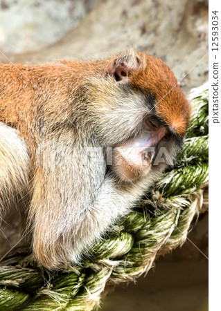 Patas monkey Patas monkey 12593034