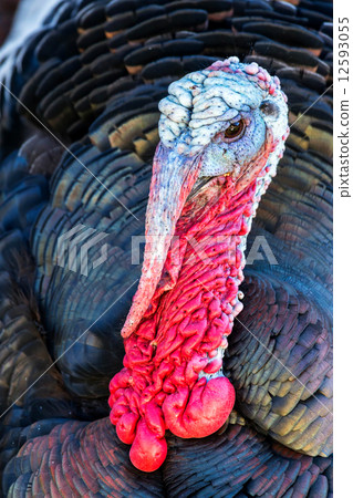 Nice turkey Nice turkey 12593055