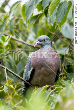 Wood pigeon (Columba palumbus) 12593057