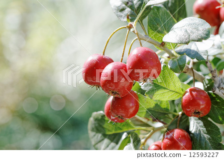 紅寶石山楂紅果 12593227