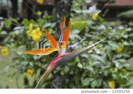 Bird of paradise Bird of paradise 12593250