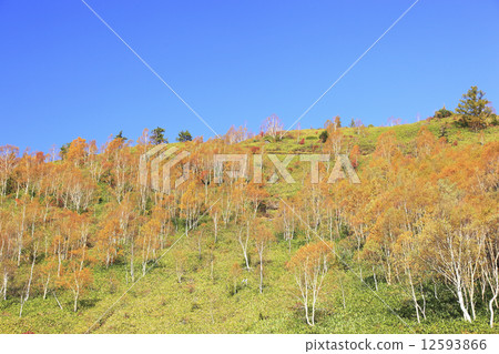 Autumn leaves near Bear's hot water 12593866