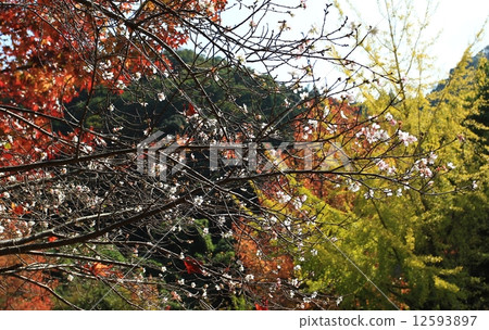Autumnal leaves and cherry blossoms 12593897
