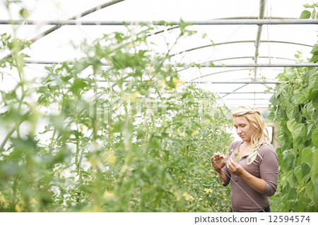 Female Farm Worker Checking Tomato Plants In Greenhouse 12594574