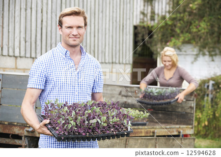 Couple Planting Seedlings On Organic Farm 12594628
